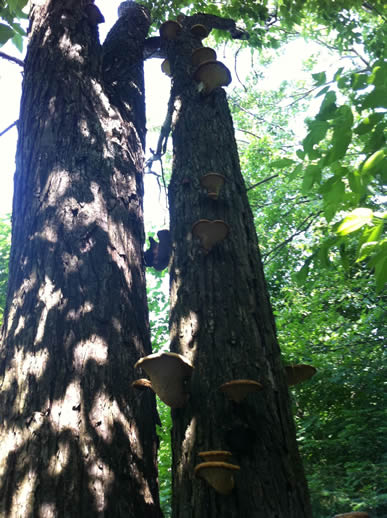 Image of fungus growing on a tree with a rotten core